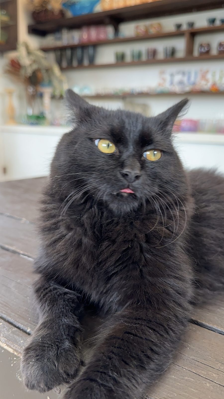 工房の看板猫、テーブルの上でくつろぐ黒猫