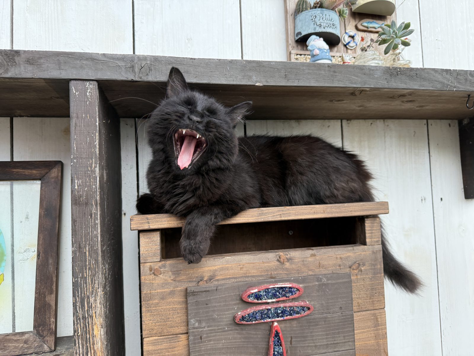 工房の棚の上であくびをする黒猫