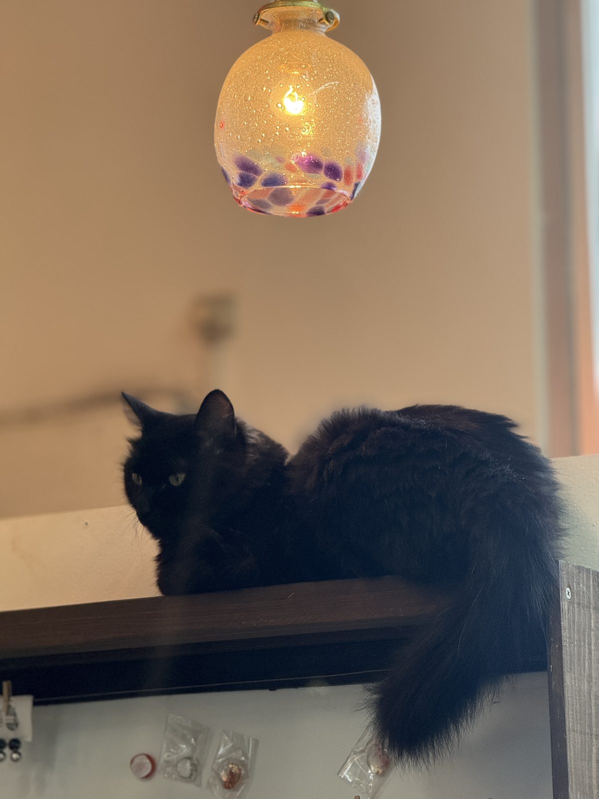 工房のランプの下にいる黒猫