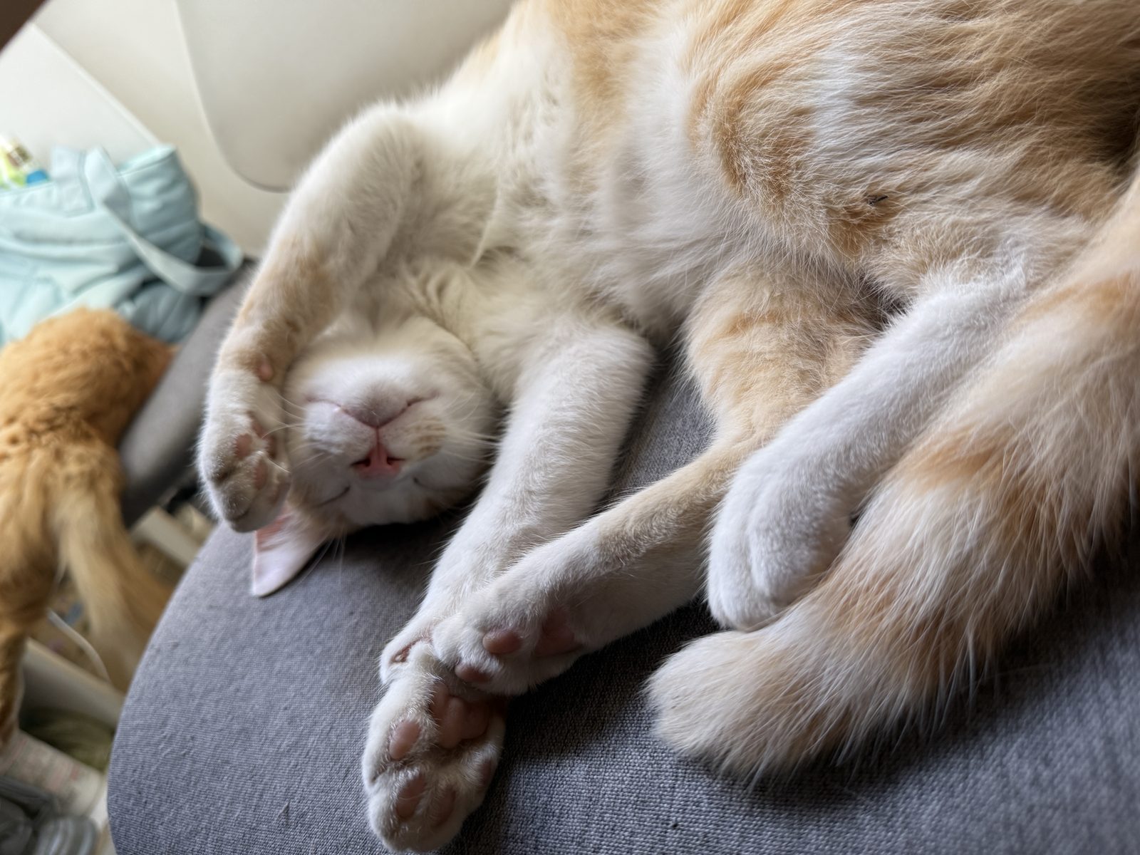 椅子の上で顔を隠して眠る茶白猫